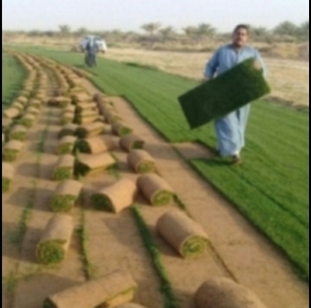 عشب طبيعي - 5
