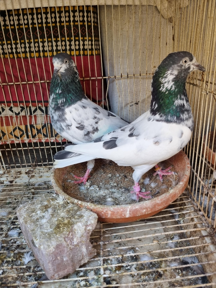 pigeon - 6