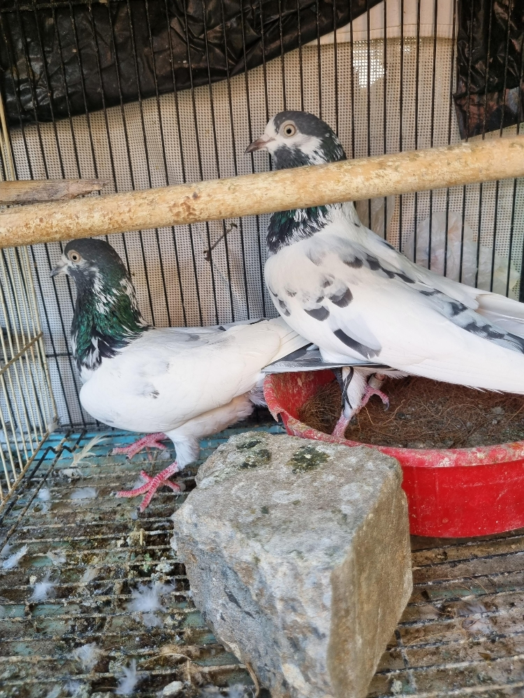 pigeon - 1