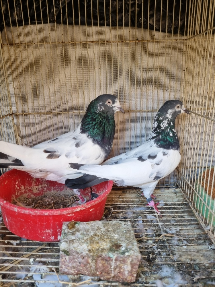 pigeon - 7
