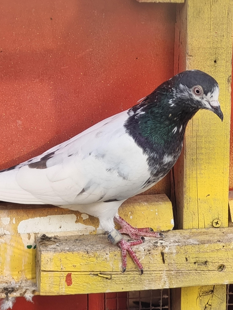 pigeon - 3
