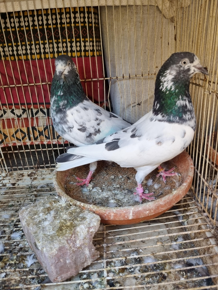 pigeon - 5