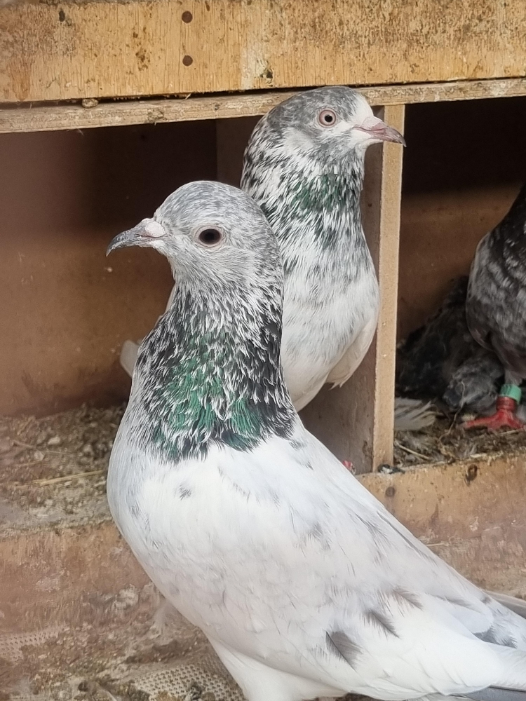 pigeon - 4