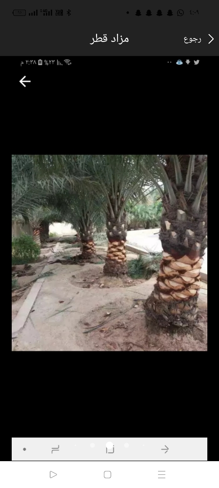 زراعه النخيل وتركيب لعشب الصناعي - 5