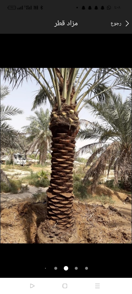 زراعه النخيل وتركيب لعشب الصناعي - 2