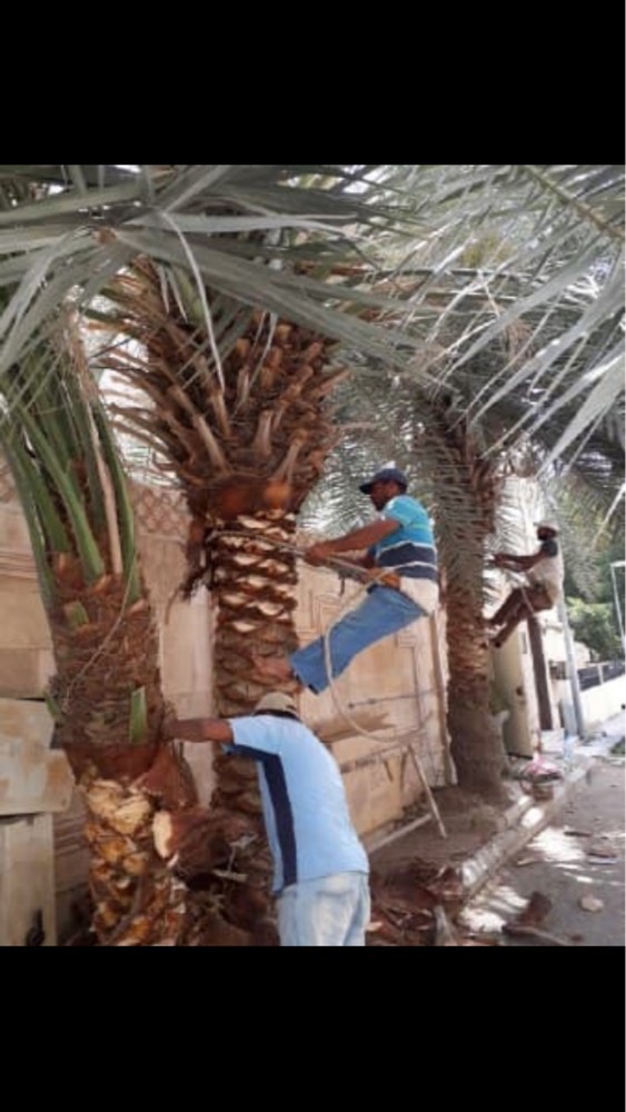 تكريب الواشنطو والنخيل - 1