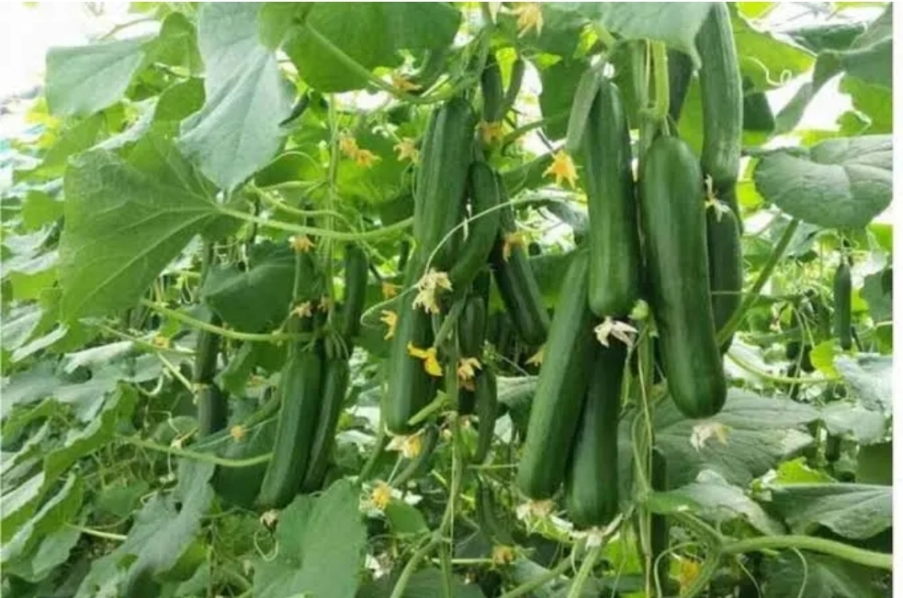 A farmer who is good at farming - 4