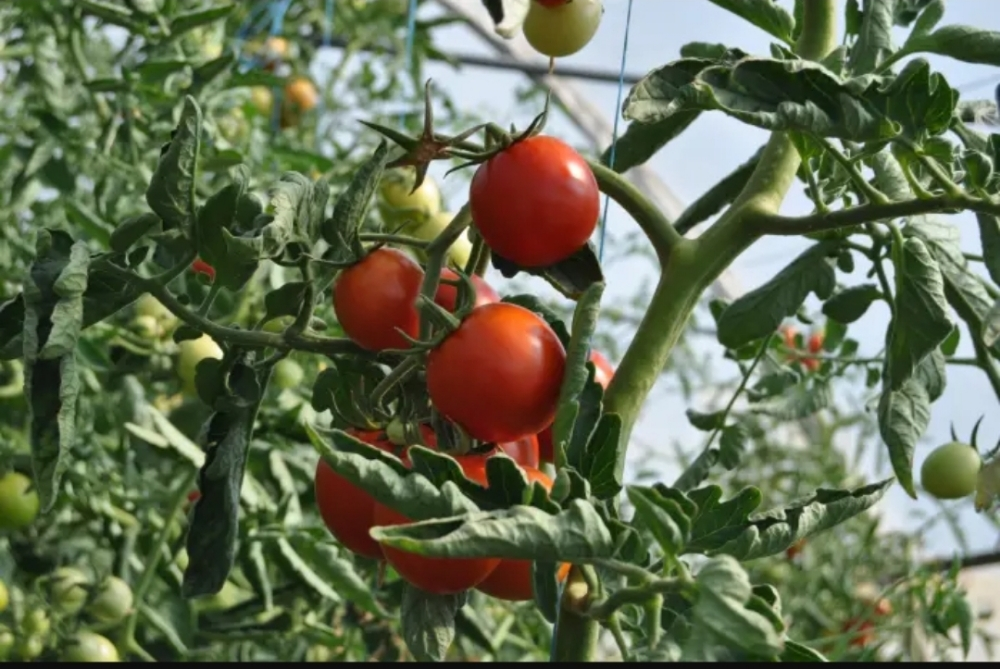 A farmer who is good at farming - 3