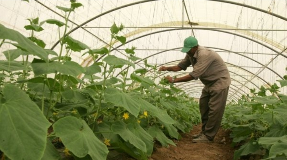 A farmer who is good at farming - 2