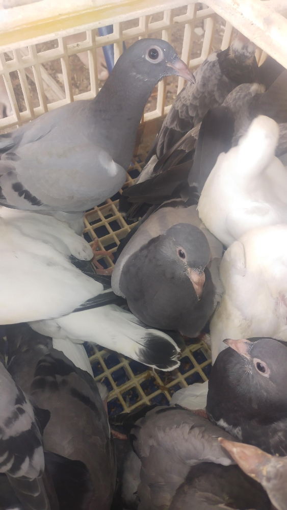 Jhajel Baby Pigeons - 1