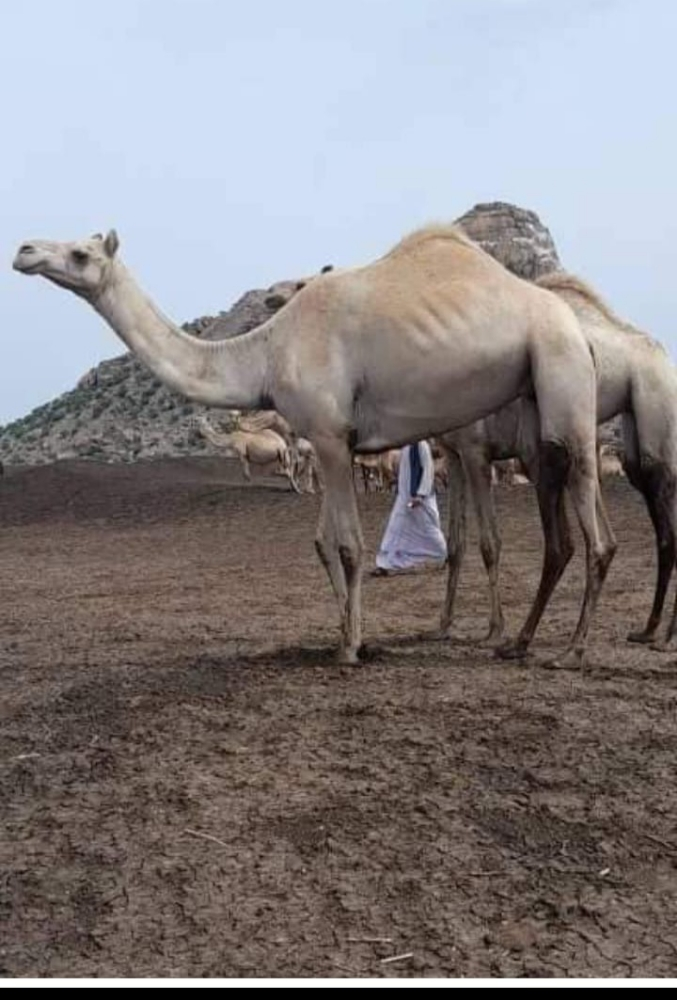مطلوب جميع انواع الحلال للبيع - 1