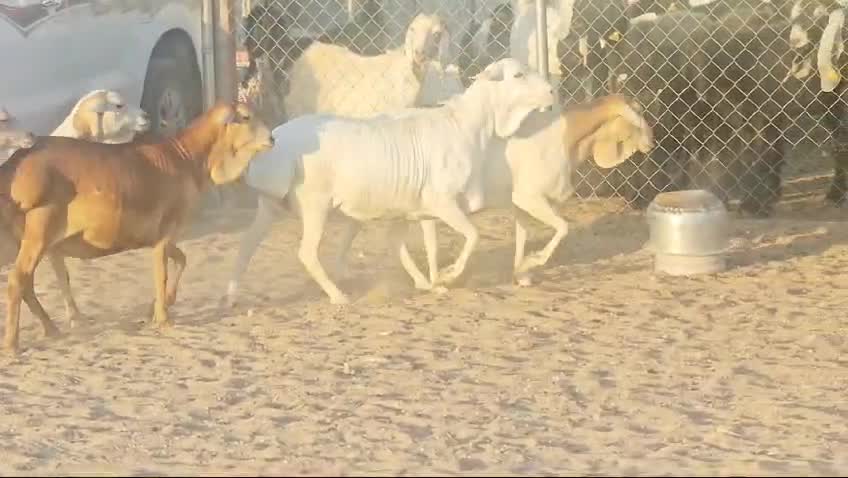 بربر طيبه درجة اولي - 2