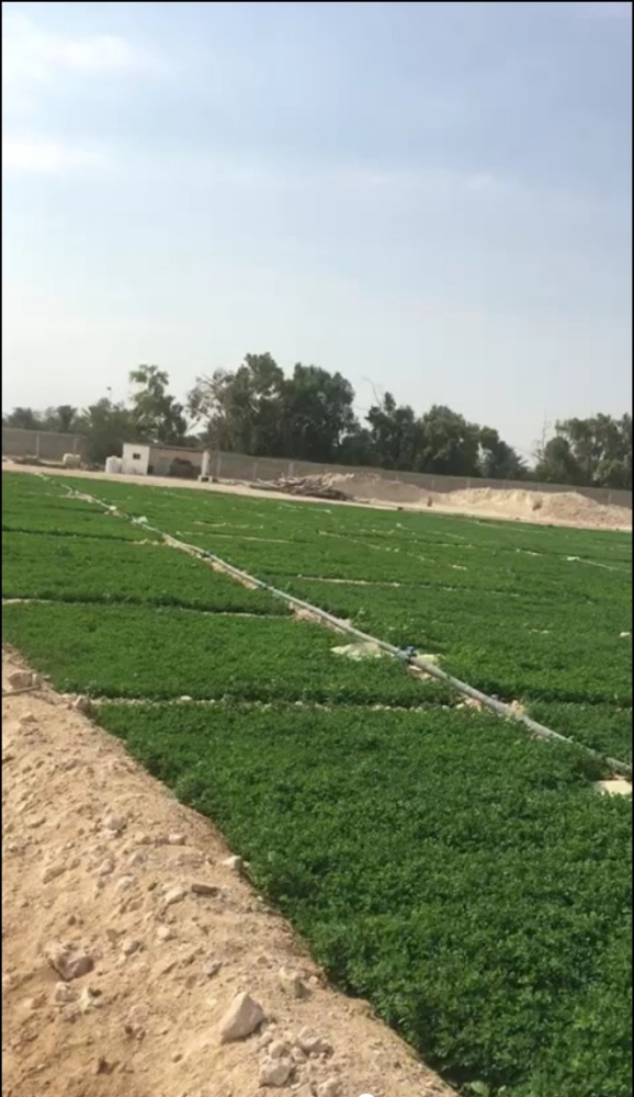تصليح الاراضي زراعه الجت والرودس - 1