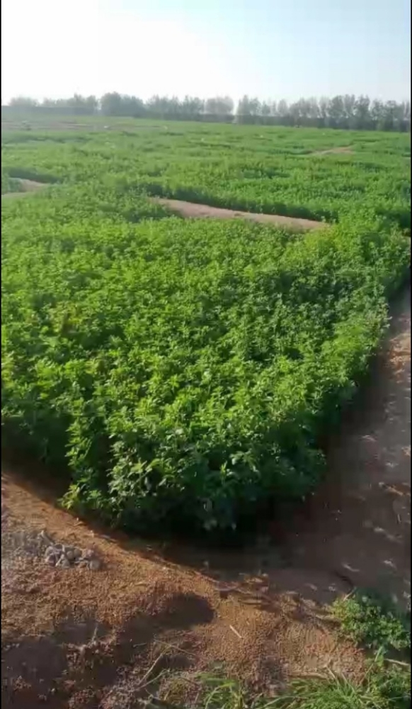 تصليح الاراضي زراعه الجت والرودس - 3