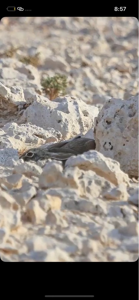 ارنب بريه  - 1