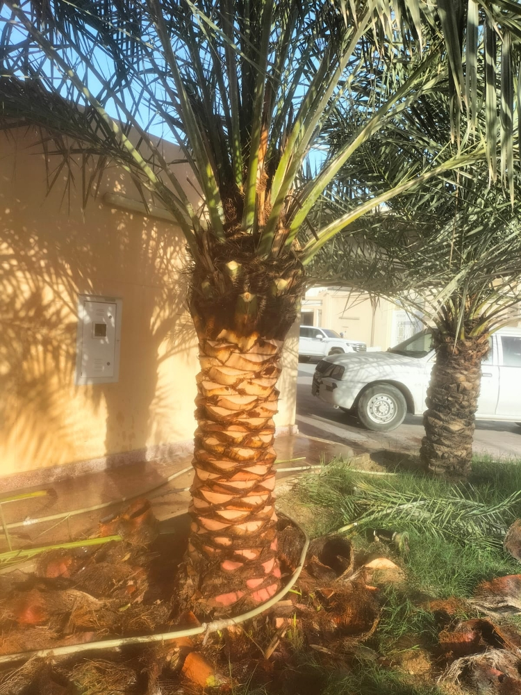 زراعه النخيل والأشجار - 5