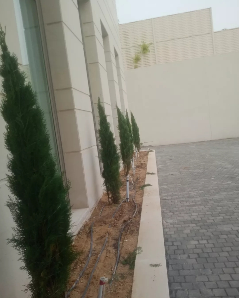 زراعه النخيل والأشجار - 3