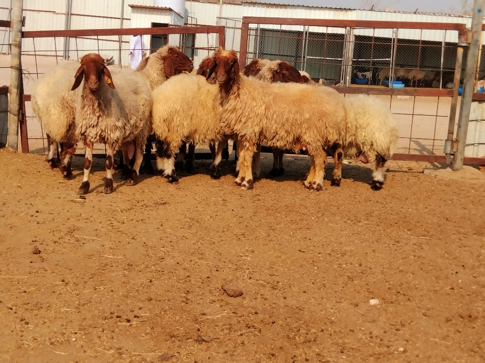 مطلوب جميع أنواع الحلال - 2