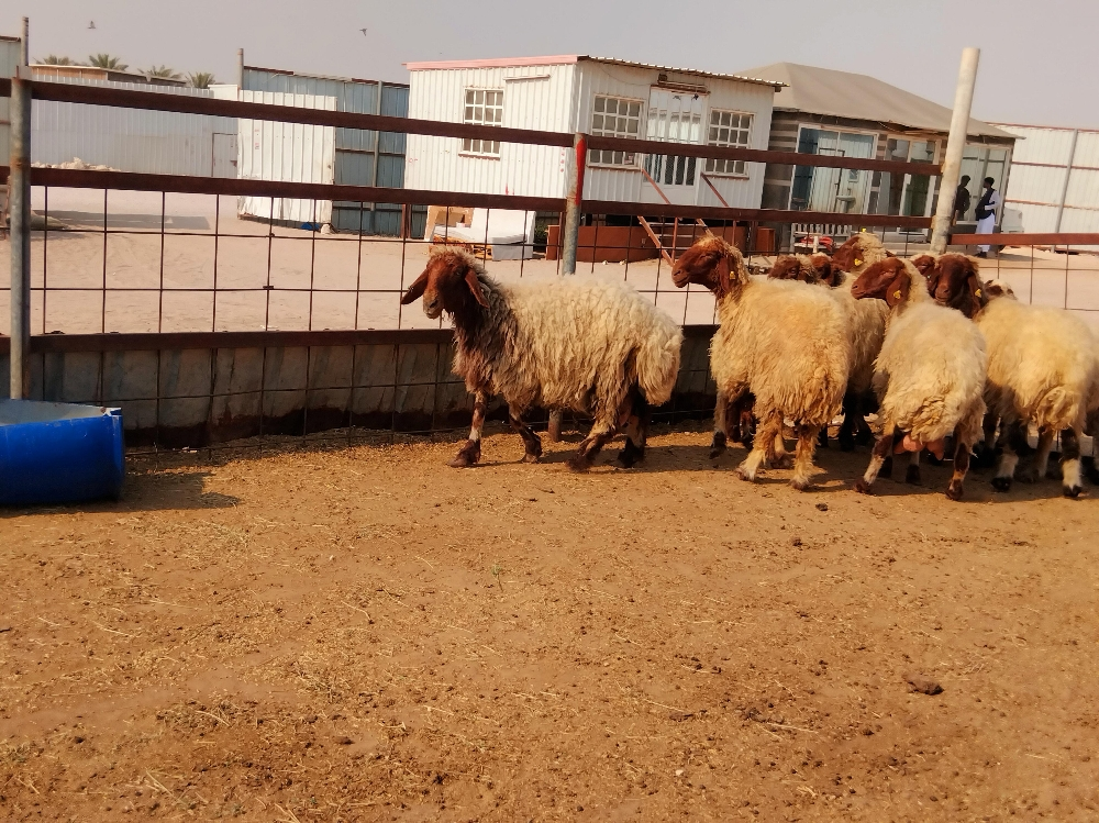 مطلوب جميع أنواع الحلال - 1