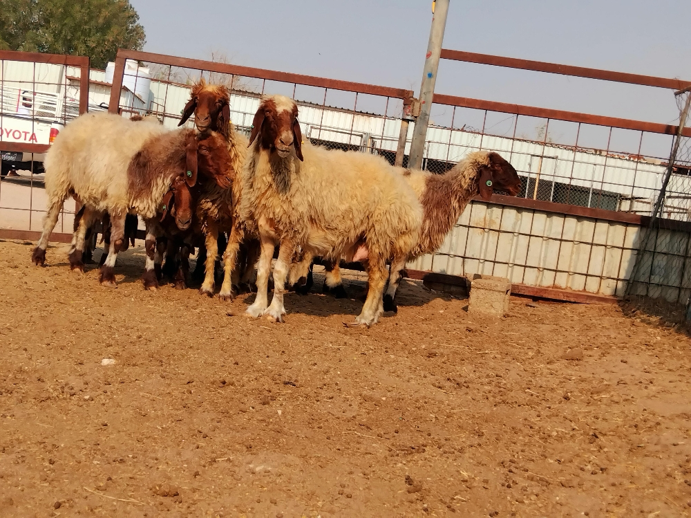 مطلوب جميع انواع الحلال - 2