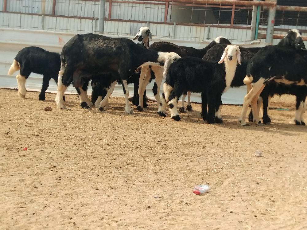 مطلوب جميع انواع الحلال - 3