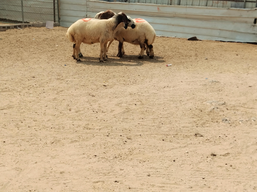 مطلوب جميع انواع الحلال - 5