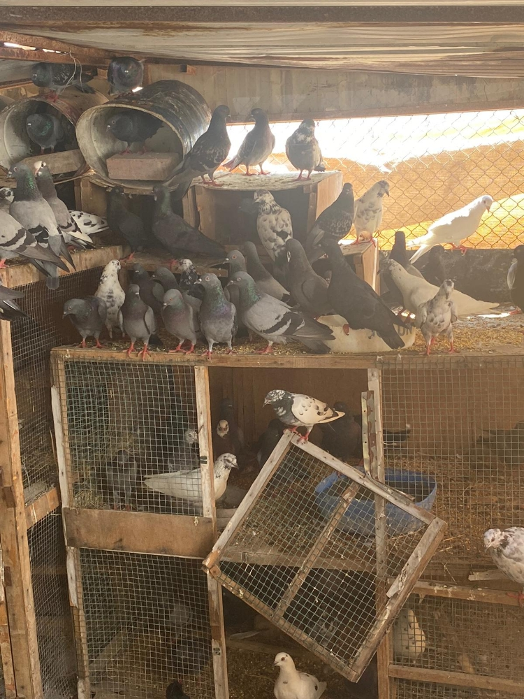 حمام دحل - 1