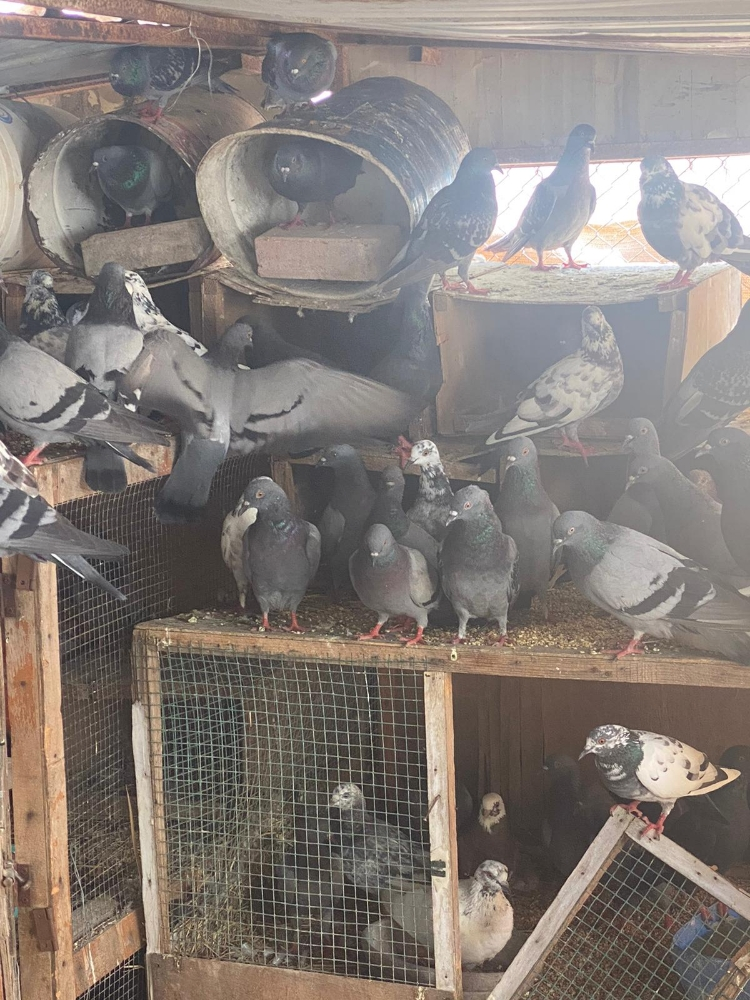 حمام دحل - 5