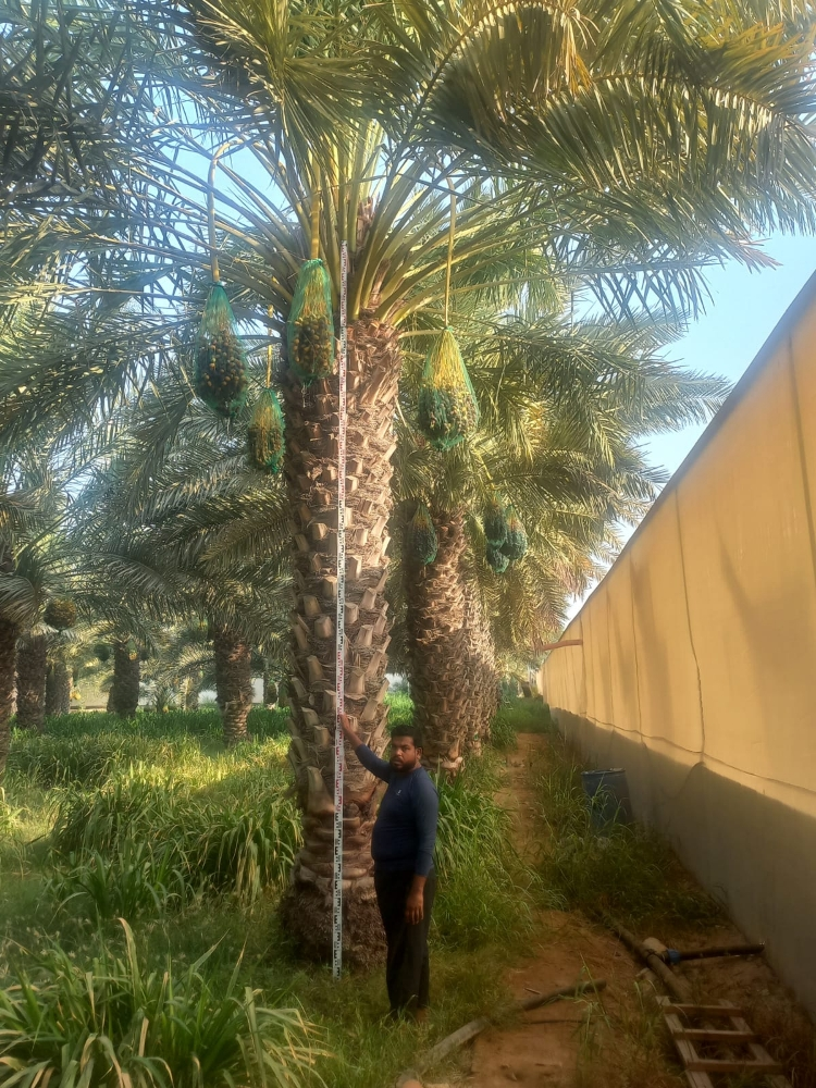 زراعه نخيل - 11