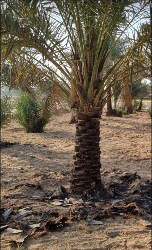 تكريب النخيل، ينظفة، عشان الحشرات - 7