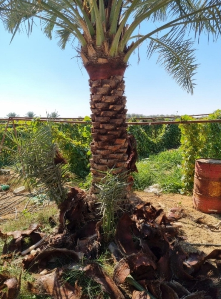 تكريب النخيل، ينظفة، عشان الحشرات - 9