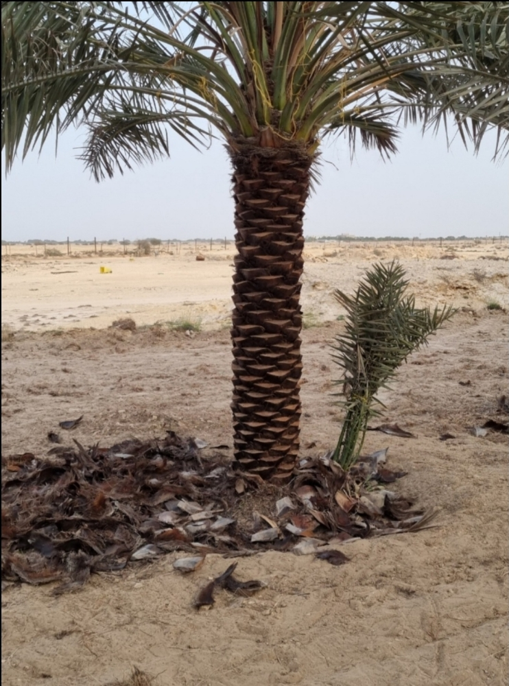 تكريب النخيل، ينظفة، عشان الحشرات - 5