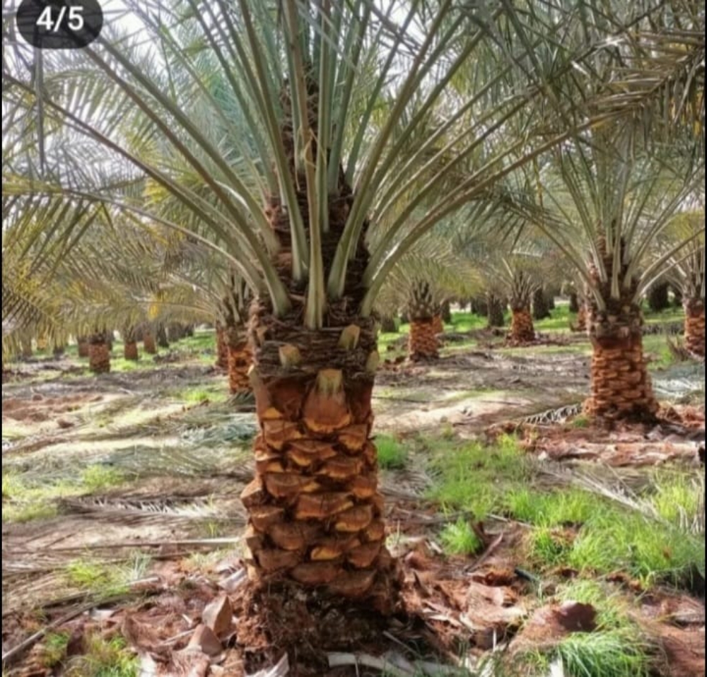 نخيل زينه وشنتني ونخل مثمر - 8