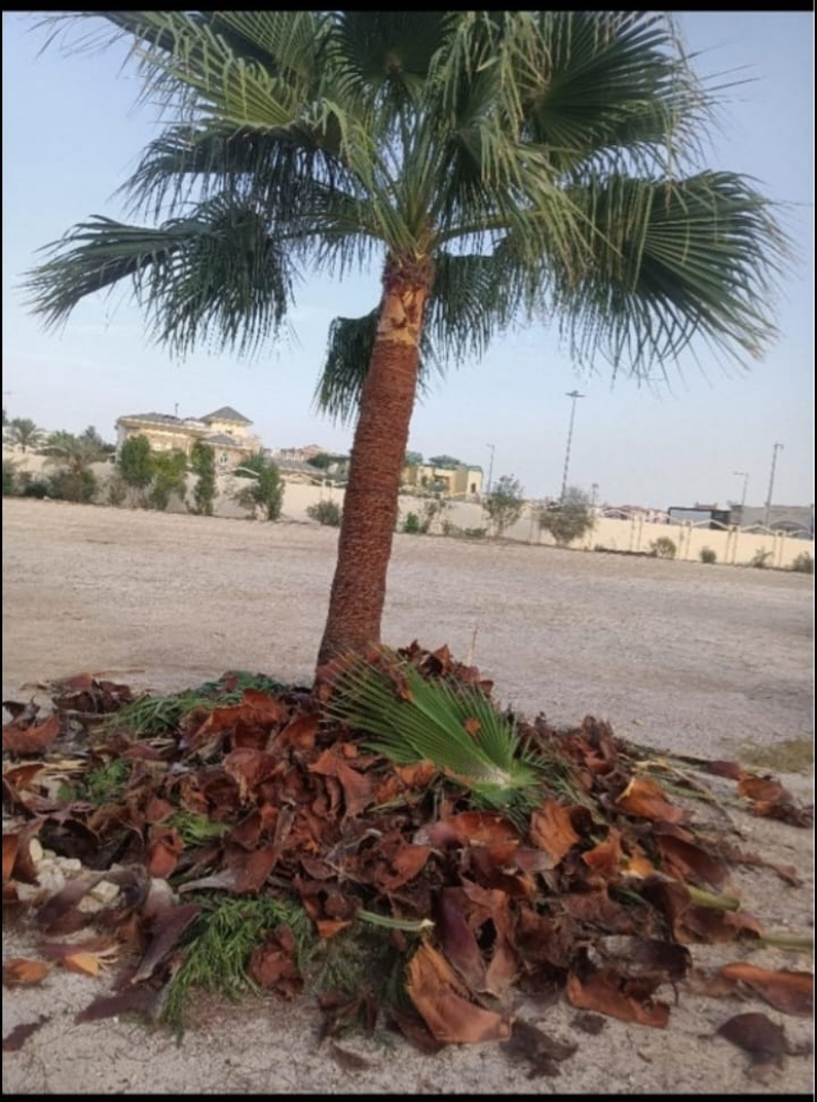 نخيل زينه وشنتني ونخل مثمر - 7
