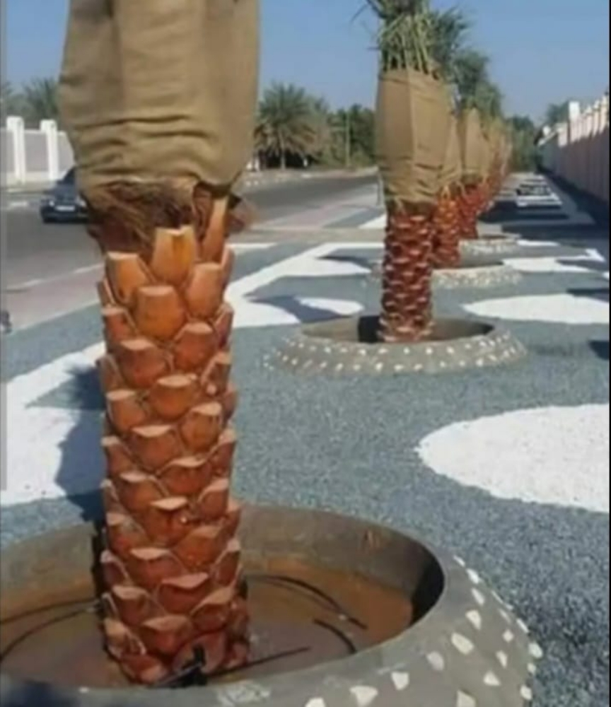 نخيل زينه وشنتني ونخل مثمر - 6
