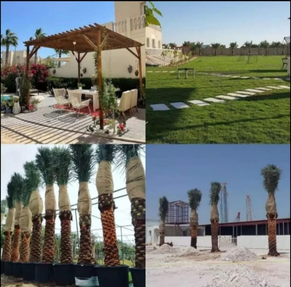 نخيل زينه وشنتني ونخل مثمر - 11