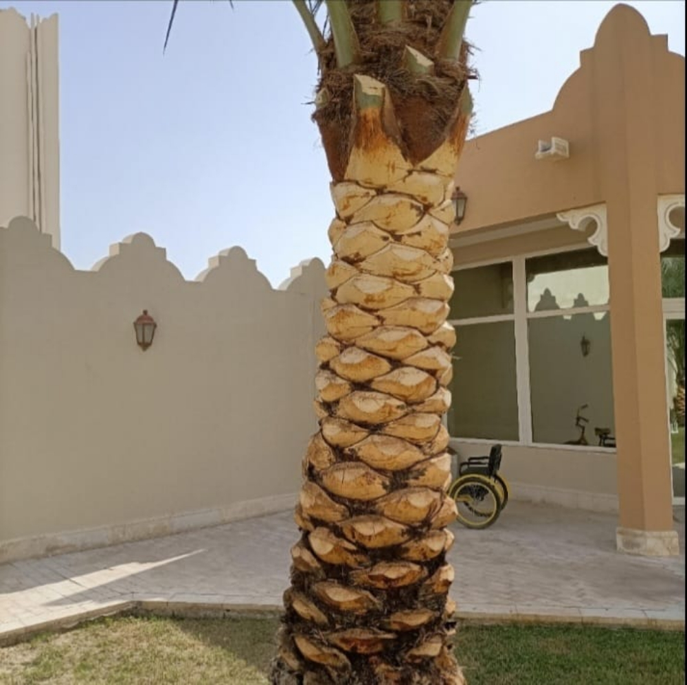 نخيل زينه وشنتني ونخل مثمر - 9