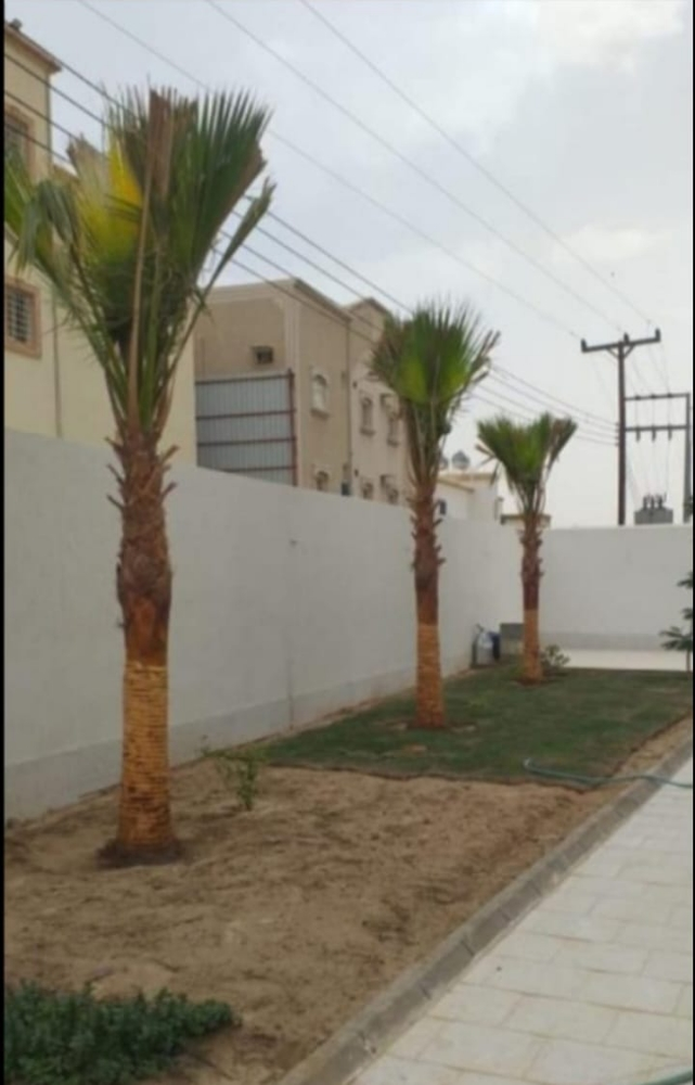نخيل زينه وشنتني ونخل مثمر - 10