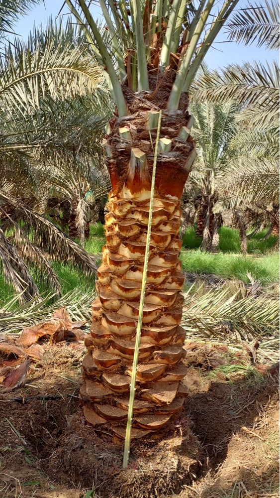أعمال الزراعه وحفر الآبار - 1