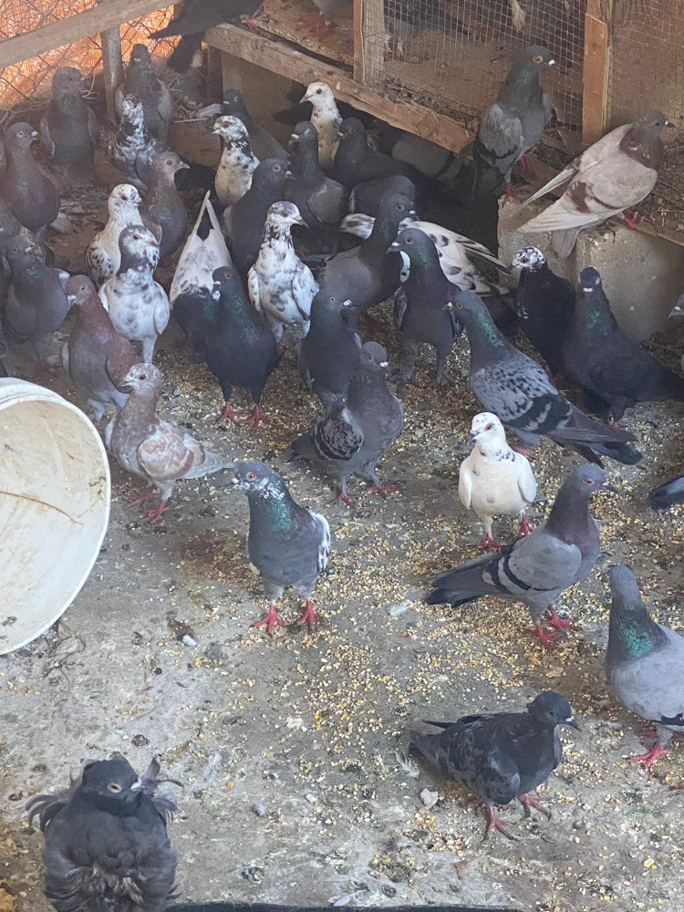 عوادي الجوز ٣٤ - 5