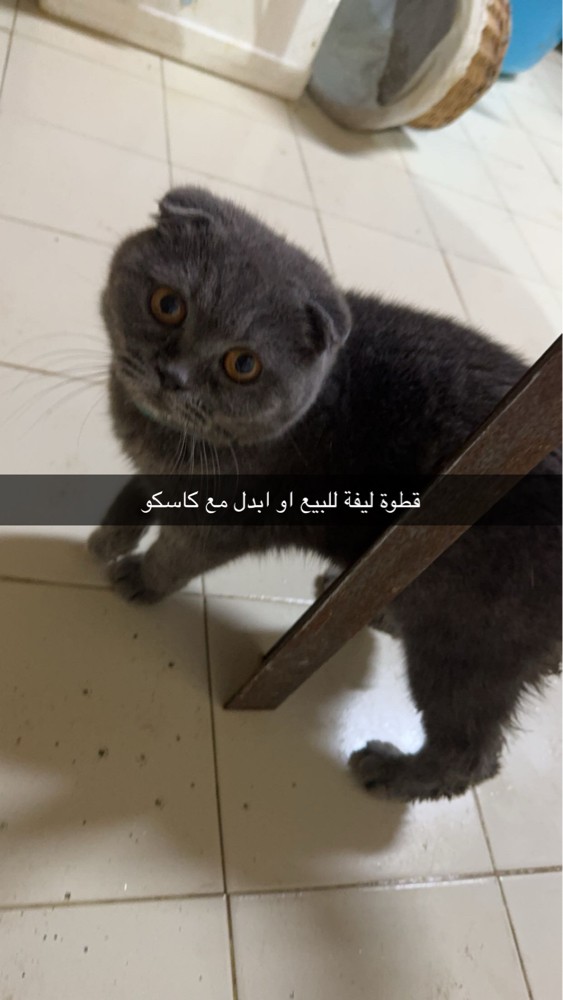 راشد - 1