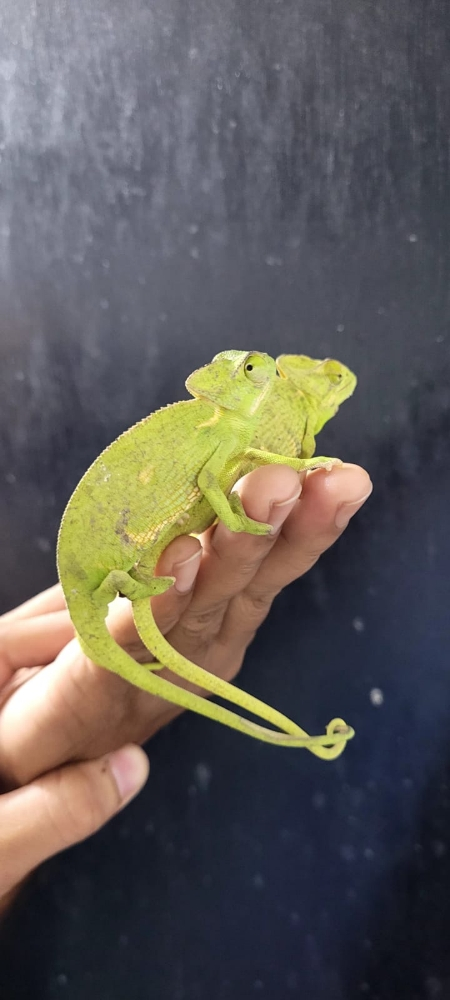 chameleons - 1