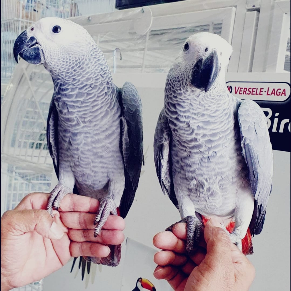 African grey parrot baby - 1