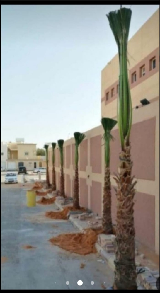 نخيل للبيع - 3