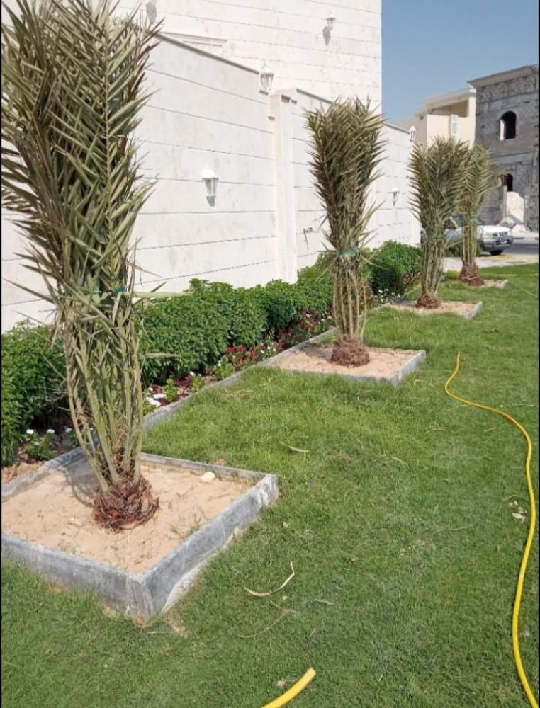 نخيل للبيع - 12