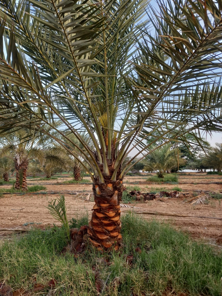 نخيل للبيع - 14