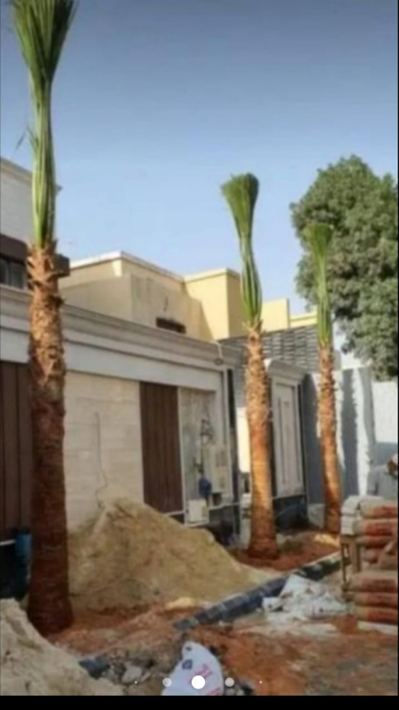 نخيل للبيع - 5