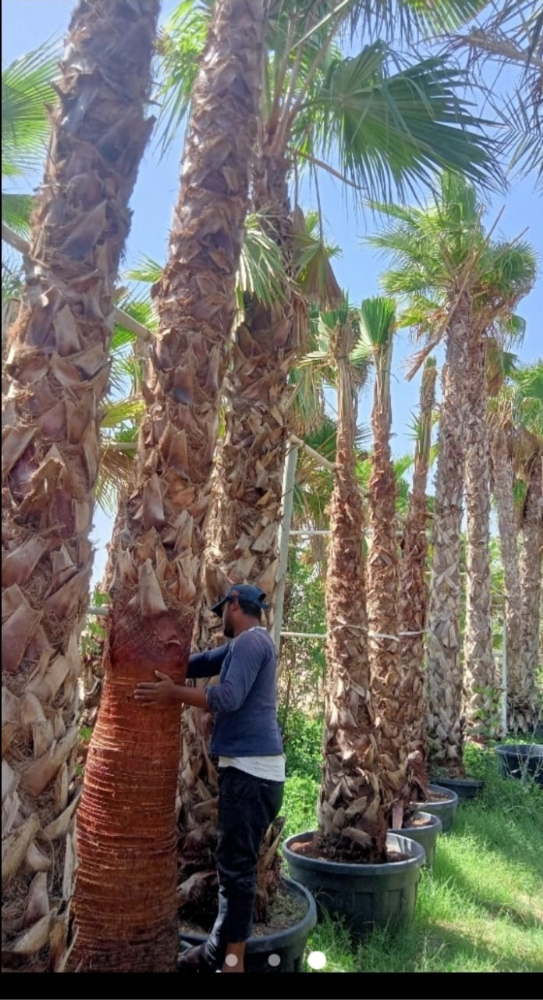 نخيل للبيع - 4