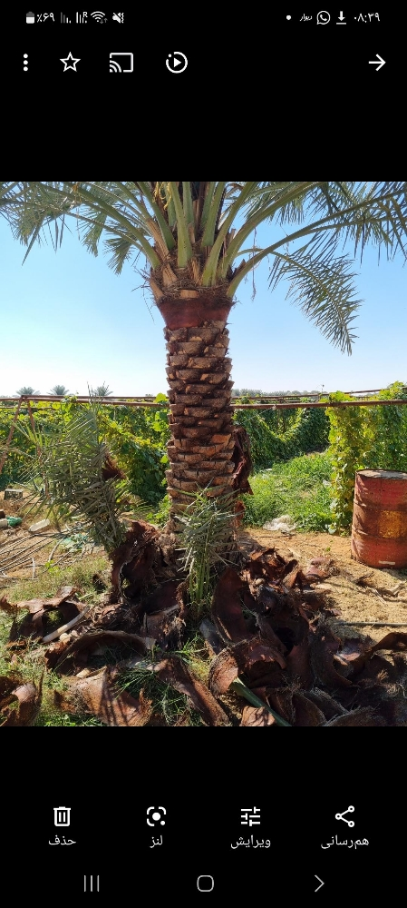تكريب النخيل، ينظفة، عشان الحشرات - 10