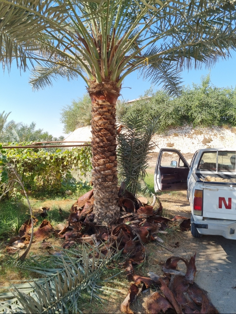 تكريب النخيل، ينظفة، عشان الحشرات - 8